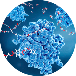 Revvl Health's blend for inflammation and joint health support, called Revvl Recover, contains enzymes that act as catalysts, aiding in the breakdown of proteins and facilitating a healthy inflammatory response. With their remarkable ability to modulate inflammation, the enzyme complex provides a natural and effective solution for individuals seeking relief and improved quality of life.